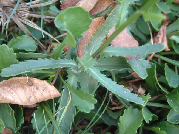 Leucanthemum vulgare / Margherita diploide
